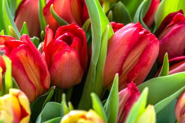 Kırmızı lale bahçesinde. Bahar Lale arka plan.