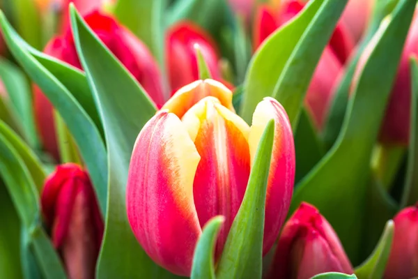 Primer Plano Tulipán Jardín Fondo Tulipanes Primavera —  Fotos de Stock