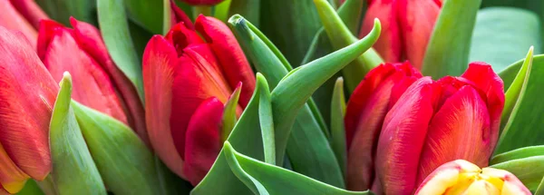 Banner Con Flores Fondo Tulipán Jardín Tulipanes Florecientes Primavera —  Fotos de Stock