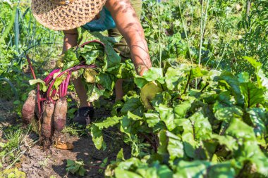 Pancar hasat alanında. Organik sebze. BIO organik büyüyen, yerel tarım konseptinden hasat.