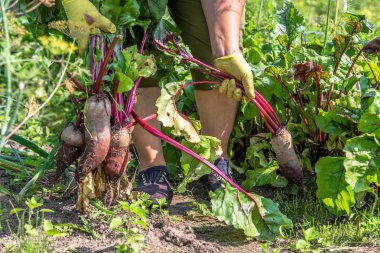 Yerel çiftçi ile Bahçe üretmek. Pancar hasat, sebze organik tarım, biyo gıda, tarım kavramı.