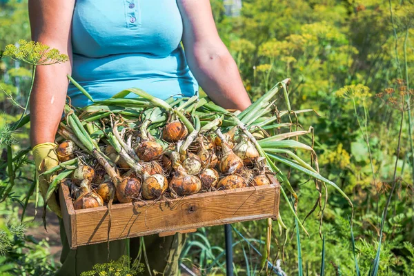 Lokala Jordbrukare Med Trädgård Producera Holding Korg Lök Skörda Grönsaker — Stockfoto