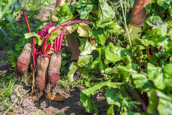 生物食品生产 农民在花园里收获甜菜从土壤 蔬菜收获 — 图库照片