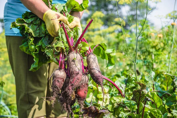 Local farmer in the garden harvesting beet, fresh farm organic vegetable harvest