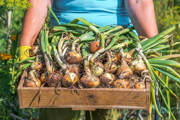 Agricoltore Locale Con Prodotti Dell Orto Azienda Scatola Cipolla Raccolta — Foto Stock