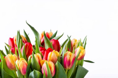 Beyaz arka planda izole lale buket, kadın gün kartı veya annenin gün çiçekler