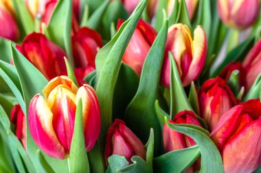 Renkli Lale arka plan, bahçede çiçek açan bahar Lale