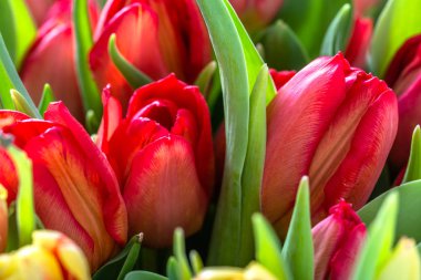 Bahar Bahçe, Lale arka planda kırmızı lale çiçek açan