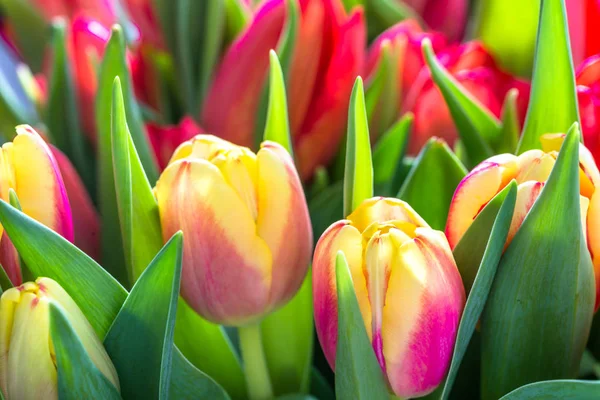 꽃입니다 다채로운 — 스톡 사진