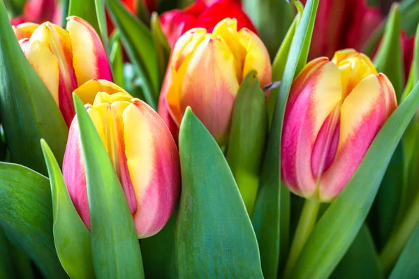 Fondo Tulipanes Coloridos Tulipán Primavera Jardín —  Fotos de Stock