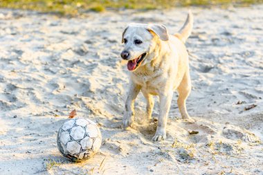 Krepkowice, Polonya - 07 Nisan 2018: Oynayan köpek, sahilde labrador geri almak