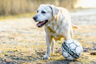 Krepkowice, Polonya - 07 Nisan 2018: labrador retriever topu ile kum üzerinde oynarken dışarıda safkan köpek