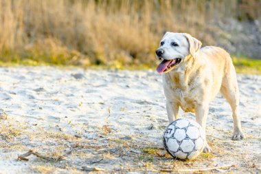 Krepkowice, Polonya - 07 Nisan 2018: Mutlu köpek, labrador retriever kum üzerinde top oynarken