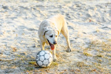 Krepkowice, Polonya - 07 Nisan 2018: Mutlu köpek, labrador retriever kum üzerinde top oynarken
