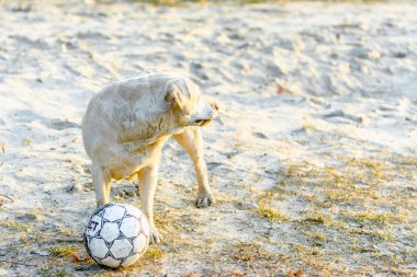 Krepkowice, Polonya - 07 Nisan 2018: Mutlu köpek, labrador retriever kum üzerinde top oynarken