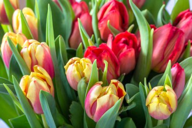 Renkli bahar lale, arka plan çiçek açmış. Anneler günü çiçek demet