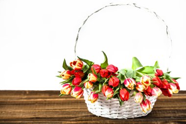 Bahar Lale çiçek. Beyaz zemin üzerine lale buketi. Kadınlar Günü kartı ya da anneler günü çiçek.