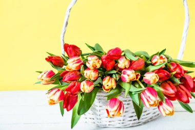 Bahar Lale grup bir sepet içinde. 8 Mart ya da anneler günü geçmiş, kadınlar günü için hediye olarak çiçek buketi.