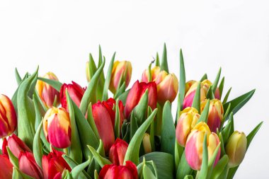 Beyaz arka planda bahar lale buket. Çiçek ile yıldönümü kartı. 8 Mart 'ta Uluslararası Kadınlar Günü için hediye.