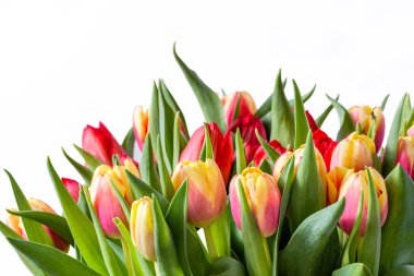 Beyaz arka plan üzerinde izole Lale demet. Yıldönümü Kartı çiçekli. 8 Mart Dünya Kadınlar Günü için geleneksel bahar çiçek.