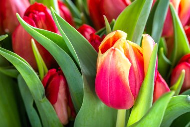 Çiçekli laleler, Paskalya arka planını çiçekler, Bahar makro