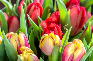 Çiçekli laleler, çiçekler, Bahar artalanla makrosu