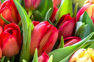 Kırmızı lale çiçeklenme, çiçekleri, arka plan bahar makro