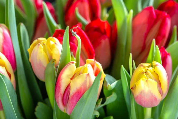 Close Van Tulp Macro Bloem Lente Achtergrond — Stockfoto