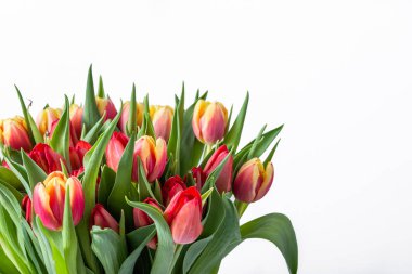 Beyaz arka planda bahar Paskalya lale buket. Anneler günü çiçek veya hediye Uluslararası Kadınlar için gün 8 Mart.