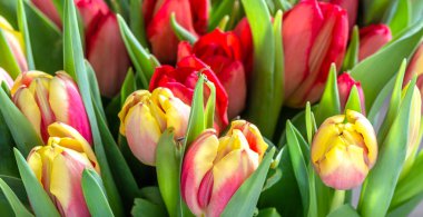 Çiçekli laleler, Paskalya arka planını çiçekler, Bahar makro