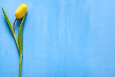 Bahar easter Lale mavi zemin üzerine