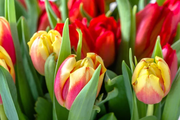 Primer plano de tulipán, macro flor, fondo —  Fotos de Stock