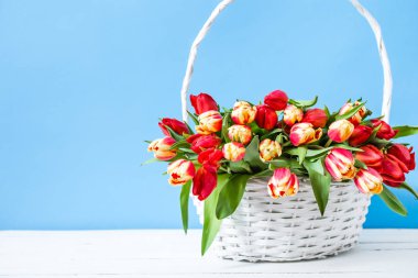 Lale buketi ile sepet. Mavi arka plan veya anne günü hediyesi bahar Paskalya çiçekleri.