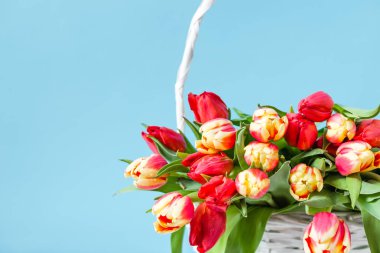 Bahar lale buketi. Mavi arka planda çiçekler. Anneler günü kartı.