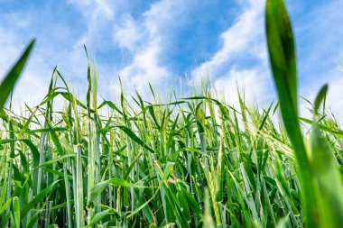 Yeşil buğday alan ve gökyüzü