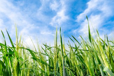 Büyüyen buğday, gökyüzü arka planda sahada yeşil kulaklar