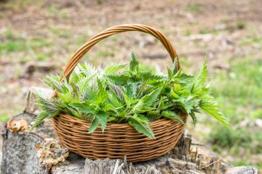 Taze hasat edilmiş ısırgan yaprağı. Otlar hasat sezonu. Sepette bahar taze yeşil ısırgan.