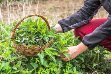 Çiftçi otlar hasat - sepete ısırgan yaprakları. Baharda yeşil ısırgan toplama.