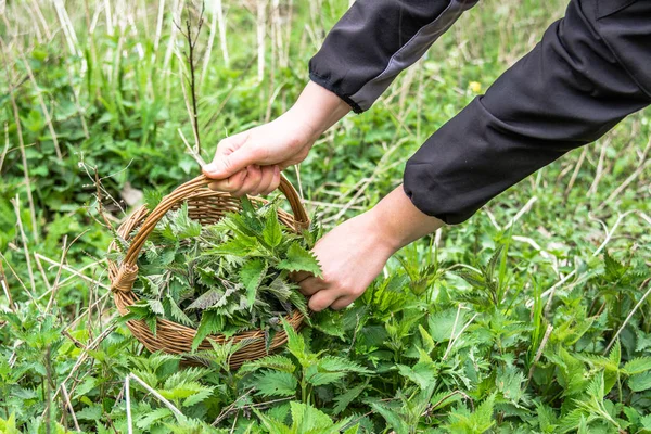 Фермер собирает травы - свежие зеленые листья крапивы в корзину. Уборка лекарственных растений весной . — стоковое фото