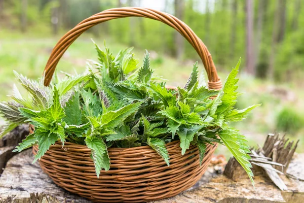 Isırgan bitkigenç yeşil yaprakları ile Sepet. Ot hasat bahar sezonu. Şifalı bitkiler.