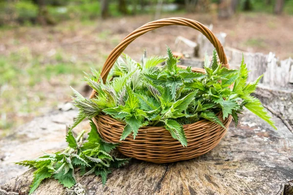 Cesta de folhas frescas de urtiga, ervas verdes colhidas na floresta. Instalação de medicina alternativa . — Fotografia de Stock