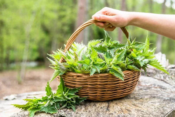 Healthy medicinal plant - nettles. Basket of fresh herbs - leaves of nettle harvested in the forest — Stock Photo, Image