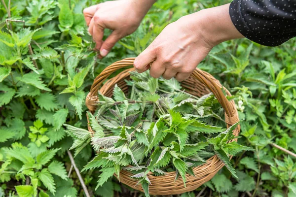 Farmer harvesting nettles. Fresh green herbs harvest. Nettle leaves in the basket. Medicinal plant. — Stock Photo, Image
