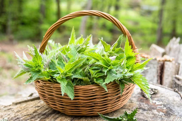 Planta de ortiga recién recolectada. La temporada de cosecha de hierbas. Ortigas verdes frescas en la cesta . — Foto de Stock