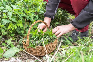 Çiftçi otlar hasat - sepete ısırgan yaprakları
