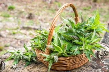 Taze otlar Sepeti - ısırgan yaprakları ormanda hasat