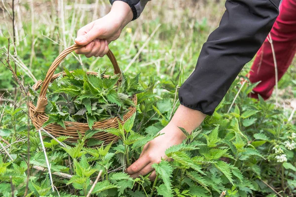 Raccolta di ortica comune. Cesto da contadino con giovani ortiche fresche verdi. Stagione primaverile della raccolta delle erbe . — Foto Stock