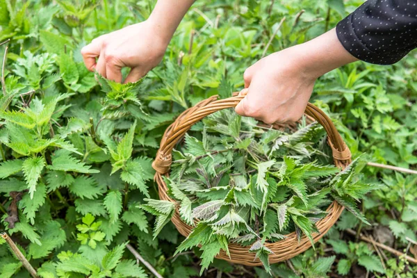 Growing nettles - harvest. Farmer holding basket with young green nettle plant. Spring season of harvesting herbs. — Stock Photo, Image