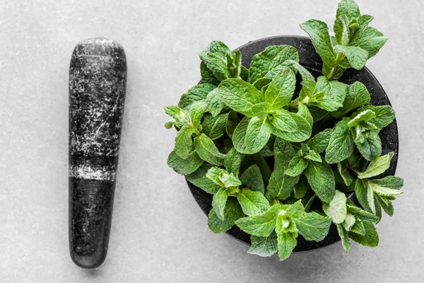 Menta verde biologica o foglie di menta fresca in malta su fondo grigio — Foto Stock
