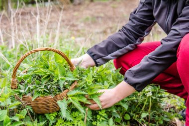 Taze ısırgan otu. Taze hasat ısırgan bitkiile Sepet. Hasat otlarının bahar mevsimi
